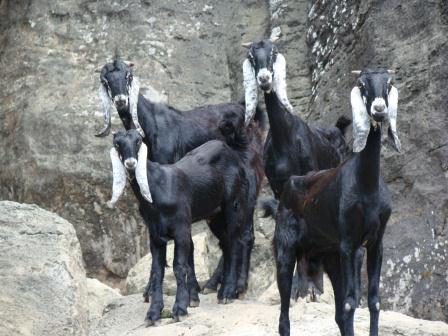 Caprinos em Fernando de Noronha