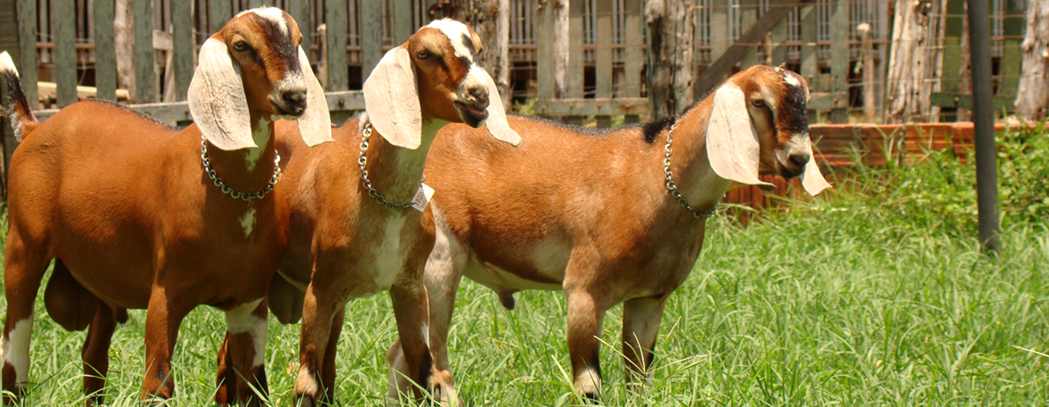 Fazenda Cristal 